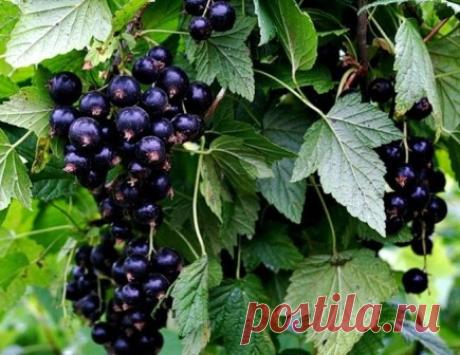 Защита смородины от клеща и мучнистой росы