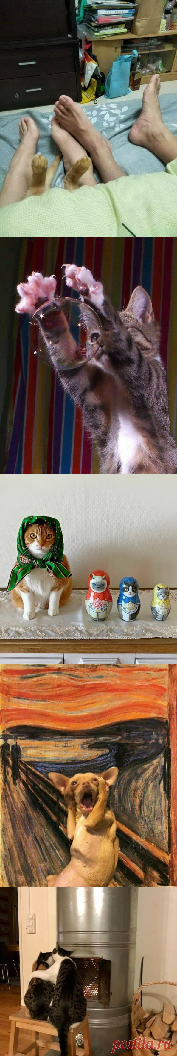 Подборка прикольных картинок и фотографий-251 | glebas@tut.by | Яндекс Дзен