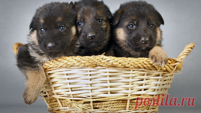 мы не близняшки, мы тройняшки)