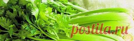 Рецепты  с сельдереем