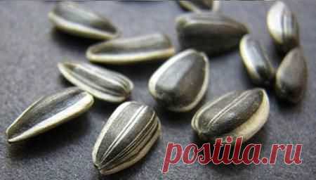 Подсолнечные семечки - польза и вред. Как выбрать? Как хранить? | likefoods.ru