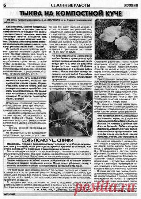 Тыква на компостной куче