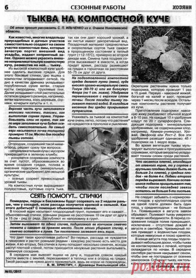 Тыква на компостной куче