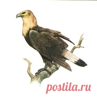 Исчезающие птицы: Орлан-долгохвост Исчезающие птицы, Орлан-долгохвост