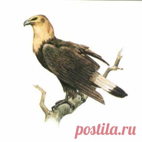 Исчезающие птицы: Орлан-долгохвост Исчезающие птицы, Орлан-долгохвост