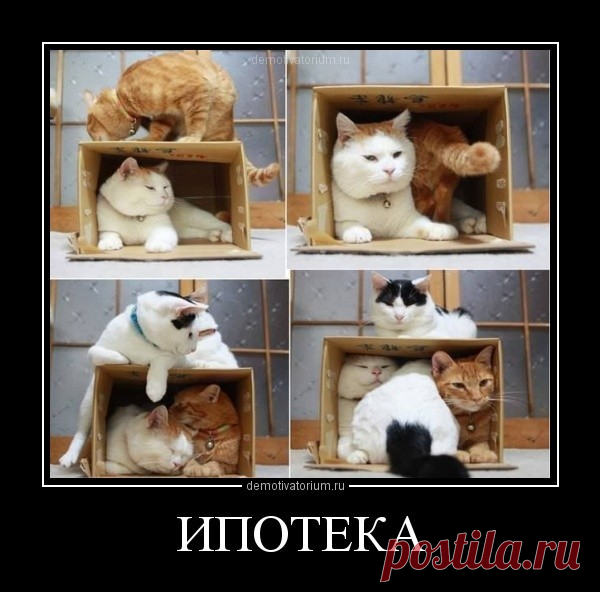 Подборка приколов с нашими любимыми питомцами