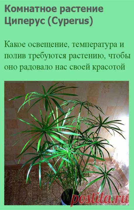 Комнатное растение Циперус (Cyperus). Древние греки называли циперусом обычную осоку. Род включает более 30 видов однолетних и многолетних трав. Благодаря характерным розеткам листьев в Англии циперус называют Umbrella Plant - "растение-зонтик". Высота в домашних условиях - не более 50 см. Растение имеет широкие лентовидные листья и тонкие стебли. Желтеющие листья рекомендуется обрезать.