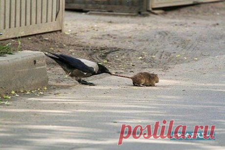 (99) Одноклассники