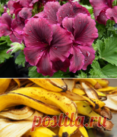 Как приготовить удобрение из банановой кожуры для комнатных растений