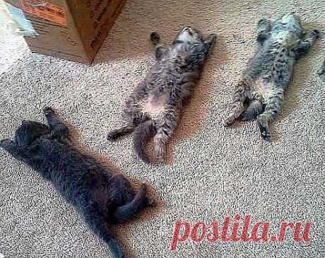 БЫВАЕТ ЖЕ ТАКОЕ: В ОТПУСК УШЕЛ ОДИН ЧЕЛОВЕК, А ОТДОХНУЛ ВЕСЬ КОЛЛЕКТИВ!!! )))))))))))))