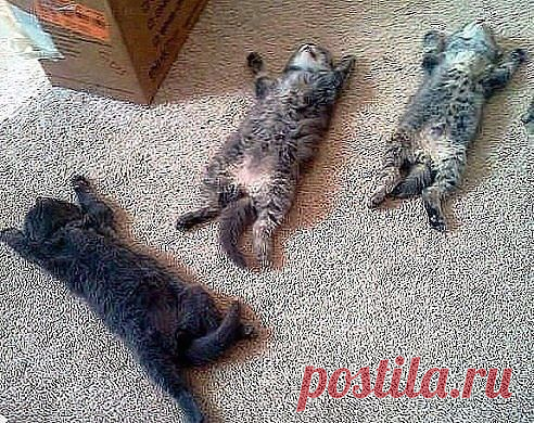 БЫВАЕТ ЖЕ ТАКОЕ: В ОТПУСК УШЕЛ ОДИН ЧЕЛОВЕК, А ОТДОХНУЛ ВЕСЬ КОЛЛЕКТИВ!!! )))))))))))))