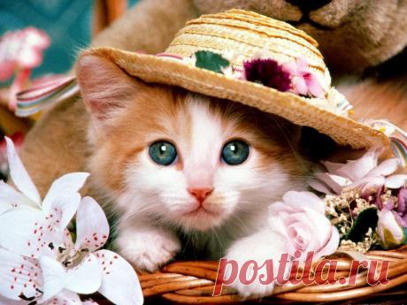 wallpapers_cats_373.jpg (1024×768)