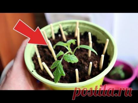 Попробовала дедушкин способ подкормки рассады была в шоке! Растения похорошели перестали тянуться!