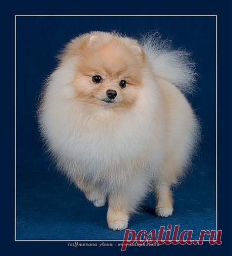 красивое фото собачек: 2 млн изображений найдено в Яндекс.Картинках