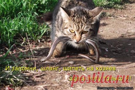 Четыре сыночка (котоматрица)