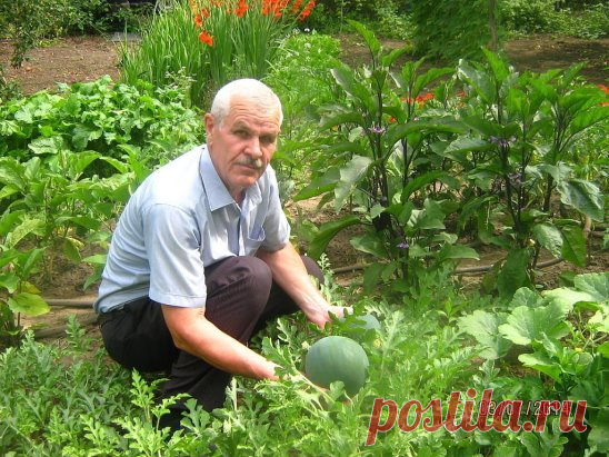Под помидорку, когда высаживаю в грунт, кладу две-три свежих кильки. Растёт, как на дрожжах.
Огурчики. Можно сажать в скорлупу от яиц. Так же пробовала в лунки сыпать шелуху от семечек - и удобрение, и влагу держат хорошо.
Опилки забирают у почвы азот. Так что их используем только под зиму, весной все снимаем.
Викторию так же не мульчирую опилками, как многие. Гниют и болеют растения от неё.
Вместе с картошкой обильно сею белую горчицу. Когда окучиваю, горчицу не сгребаю - остаются как удобр
