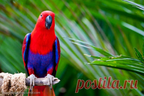 красавчик чик -чирик!