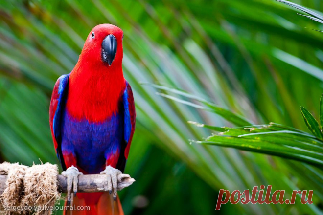 красавчик чик -чирик!