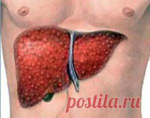 Очищение печени запускает механизм омоложения - Очищение организма - Каталог статей - Мензурка