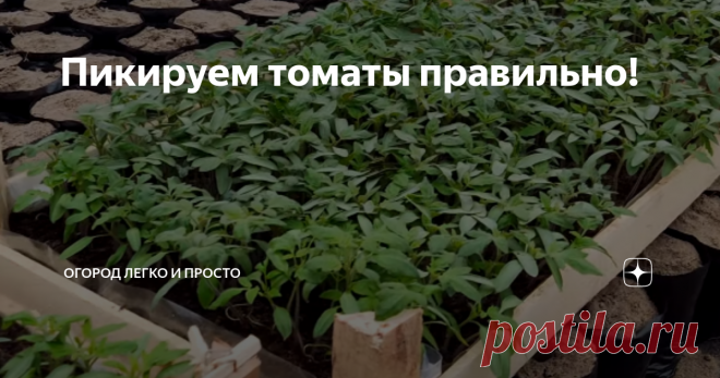 Пикируем томаты правильно! Данная статья представлена каналом Огород легко и просто  Всем привет, дорогие друзья! В данной статье речь пойдёт о пикировке томатов.   Итак!  Грунт, в который мы будем пикировать рассаду томатов, должен быть воздухо и водопроницаемым. Это может быть почва-смесь из лесной земли, торфа, песка, чернозёма и даже мы можем добавить перепревший навоз от крупного рогатого скота, но только перегной должен быть обязательно хорошо перепревшим, ему может ...