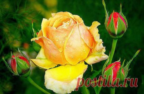 Красивые Цветы  Для Тебя