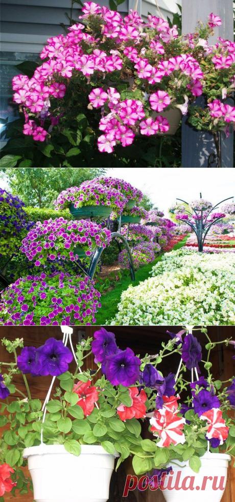 СЕКРЕТЫ ОБИЛЬНОГО ЦВЕТЕНИЯ ПЕТУНИЙ. | Самоцветик