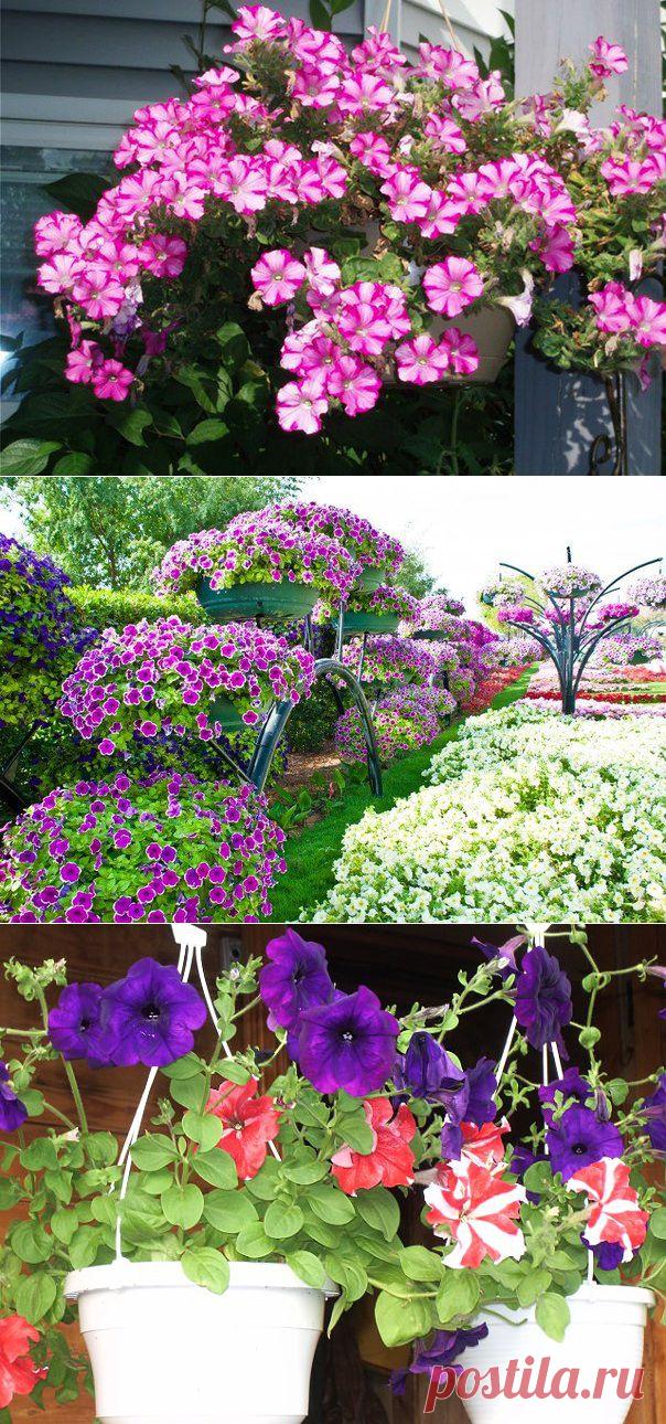 СЕКРЕТЫ ОБИЛЬНОГО ЦВЕТЕНИЯ ПЕТУНИЙ. | Самоцветик