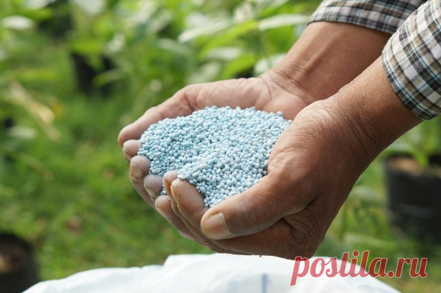 Как продлить плодоношение перца в теплице – уход за перцем в августе-сентябре | Перец, баклажаны (Огород.ru)