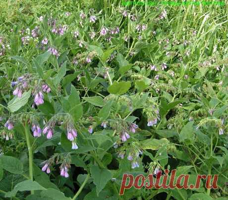 Лекарственное растение Окопник (Symphytum officinale). Многолетнее грубо-опушенное растение высотой от 30 до 100 см,с сильно пахнущим стержневым корнем. Стебель внизу сильно разветвлен. Прикорневые листья собраны большими пучками. Стеблевые листья ланцетные, длиной до 25 см, редко-опушенные, верхние низбегающие, доходящие до следующего листа на стебле.