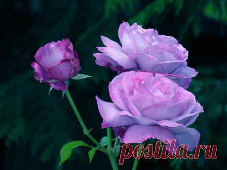 розы