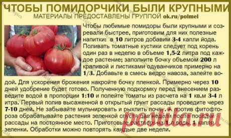ОГОРОД
Самые крупные помидорчики вырастить