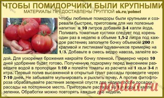 ОГОРОД
Самые крупные помидорчики вырастить