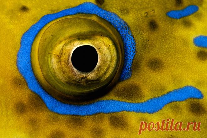 Подводная съемка: как подружиться с объективом — National Geographic Россия Фотограф Алексей Зайцев занимается подводной съемкой с 1984 года. Цель его новой книги — поделиться своим многолетним опытом и помочь начинающим фотографам делать качественные снимки под водой. С разрешения автора мы публикуем главу «Объектив — сделай его другом» из его книги «Подводная фотосъемка. Практическое руководство».