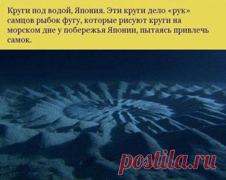 ПОХУДЕНИЕ С АППЕТИТОМ!!! https://poxydenievydovolstvie.blogspot.ru/