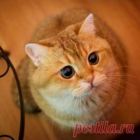 Кот с жалобным взглядом из м/ф «Шрек» существует!