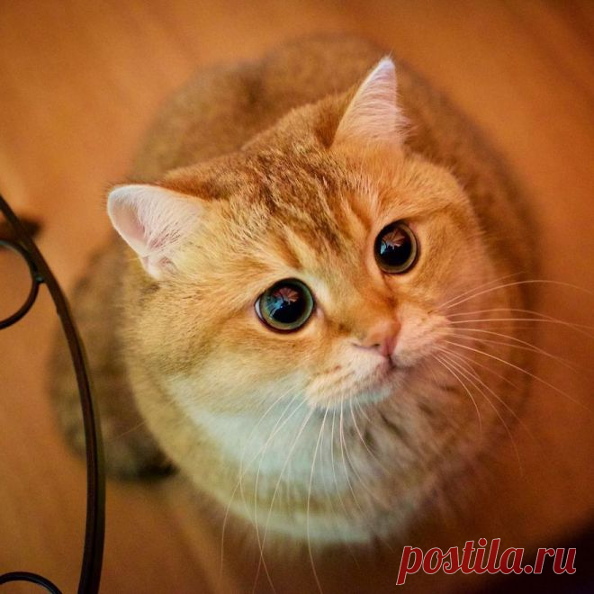 Кот с жалобным взглядом из м/ф «Шрек» существует!