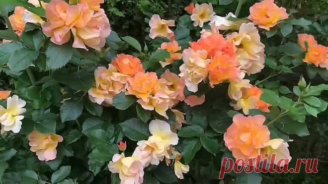 Обалдеть! Вы не узнаете РОЗЫ после этой подкормки!