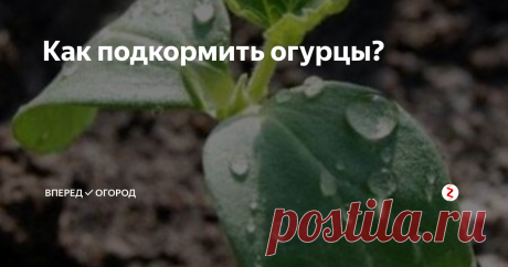 Как подкормить огурцы? Огурцы - быстрорастущее растение, которое дает максимальный и качественный урожай только в том случае, если получает правильный уход и своевременные подкормки.
Чем же помочь нашим растениям, чтобы их питание было качественным и сбалансированным?
в самом начале после посадки огурцы активно растут, наращивая зеленую массу - нужны азотные подкормки: можно использовать полив травяным настоем (1 л наст