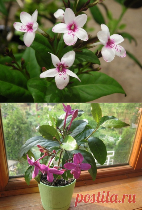 Псевдэрантемум – уход в домашних условиях. Выращивание псевдэрантемума, пересадка и размножение. Фото – Flowertimes.ru