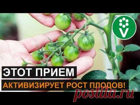 Если развитие завязей томата остановилось - никаких подкормок!