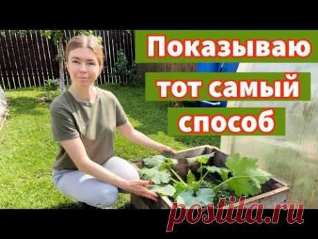 БОЛЬШОЙ УРОЖАЙ КАБАЧКОВ ВООБЩЕ БЕЗ УХОДА. Тот самый способ выращивания кабачка в ящике