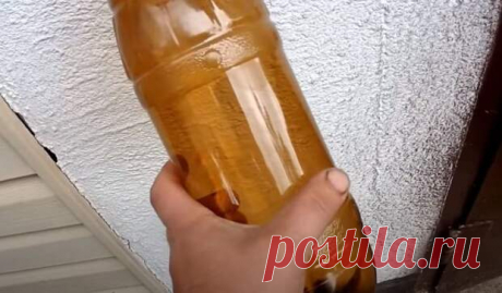 Дачник сделал пугало из пластиковой бутылки, которое птицы облетают десятой дорогой - Сам себе мастер - медиаплатформа МирТесен Как только на участке начинают созревать ягоды, в первую очередь, черешня и клубника, то сразу же появляются готовые поживиться урожаем птицы-вредители. Для того, чтобы защитить от них урожай, приходится использовать специальные средства. В первую очередь, всевозможные пугала. Одно такое, причем