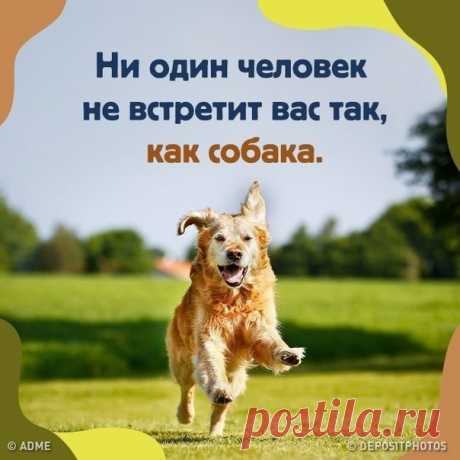 20 фото собак, способных исцелить от любой грусти: bit.ly/39YSTRl