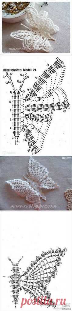 butterfly