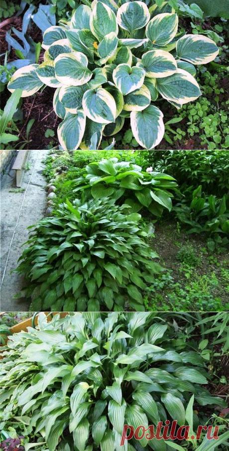 Хоста - "королева тени"