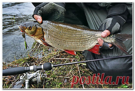 Ловля язя летом