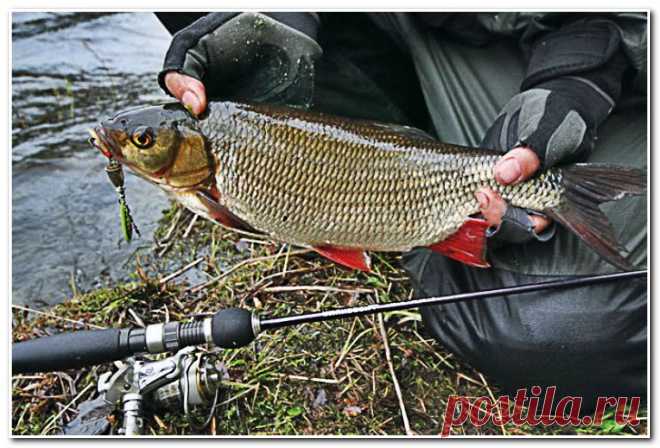 Ловля язя летом