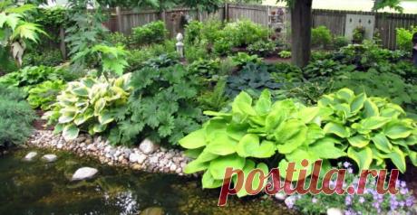 Хоста (Hosta)