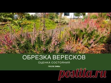 Оцениваем состояние вересков после зимы. Обрезка: когда и как?