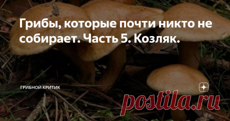 Грибы, которые почти никто не собирает. Часть 5. Козляк. Приветствую всех на страницах моего канала!
В конце лета, в период с августа и до конца сентября, в средней полосе России во влажных хвойных лесах растёт гриб с оригинальным названием: козляк. По внешнему виду этот гриб представляет собой что-то среднее между моховиком и маслёнком.
Опасные двойники у козляка отсутствуют, его можно принять и за моховик, и за маслёнка.